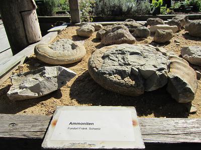 Geologie-Stand - Ammoniten
