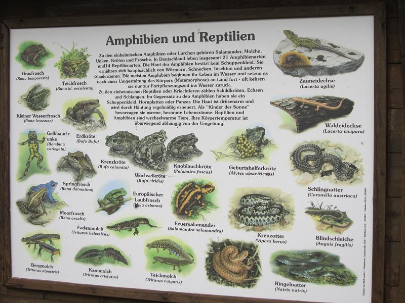 Schautafeln - Amphibien und Reptilien