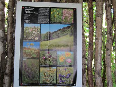 Schautafeln - Wiesenblumen - Blumenwiesen. Bedrohte Lebensraeume erhalten