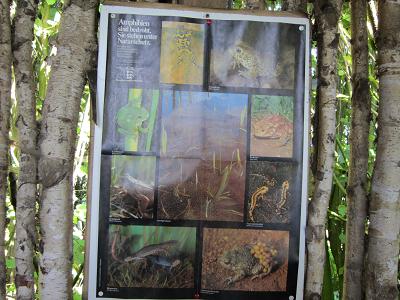 Schautafeln - Amphibien sind bedroht