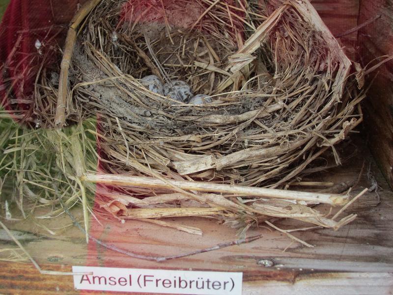 Vogelnester - Amsel