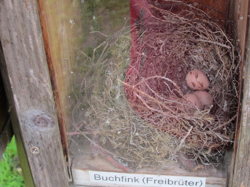 Vogelnester - Buchfink