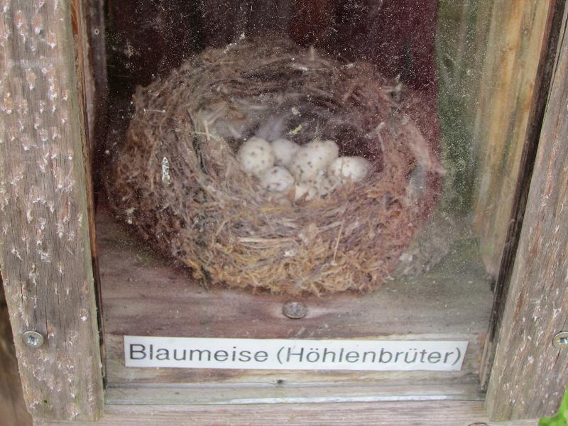 Vogelnester - Blaumeise