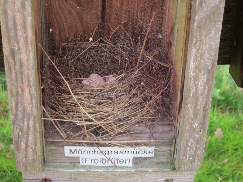 Vogelnester - Moenchsgrasmuecke