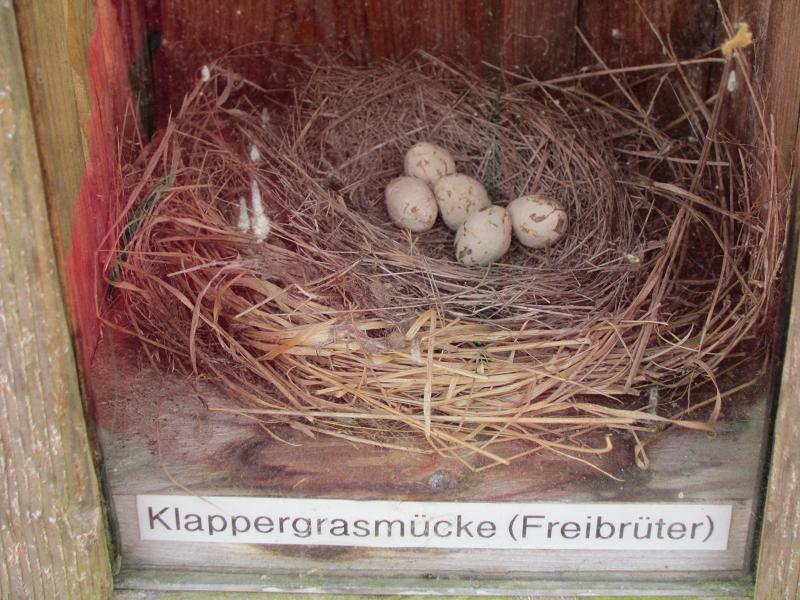 Vogelnester - Klappergrasmuecke