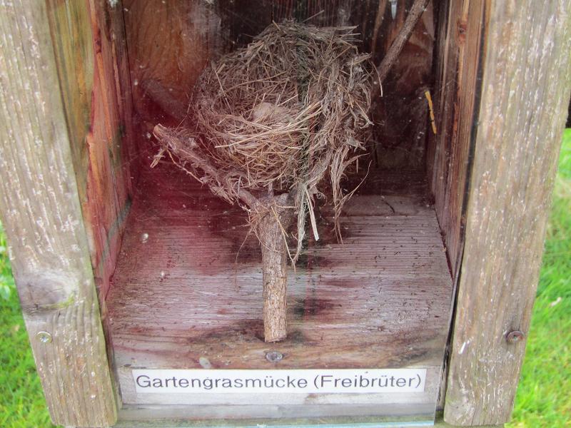 Vogelnester - Gartengrasmuecke