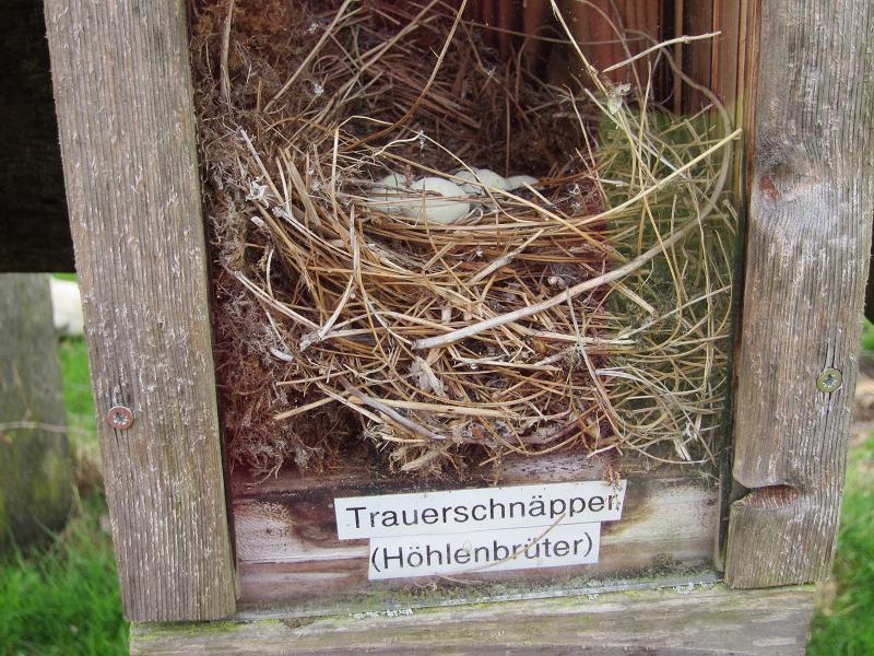 Vogelnester - Trauerschnaepper